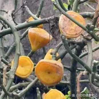 长得很像柿子的小小的水果是什么缩略图