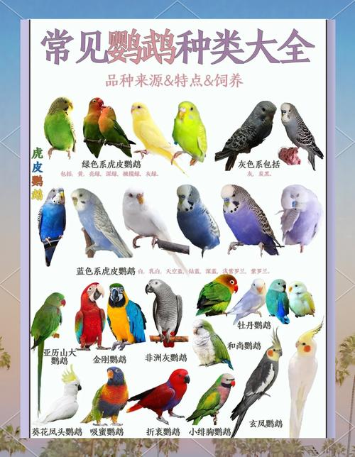 鹦鹉养一只还是一对缩略图