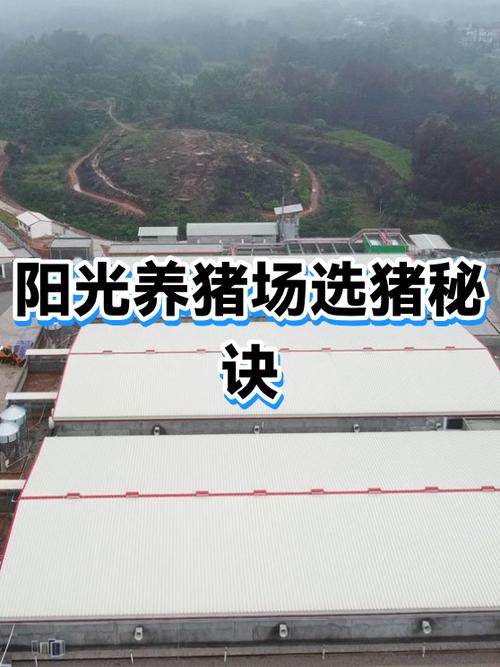 阳光养猪场100级猪缩略图