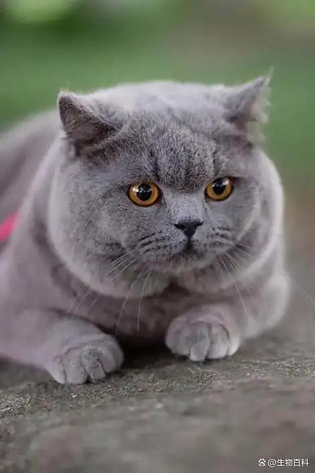 蓝猫视频免费追剧下载缩略图
