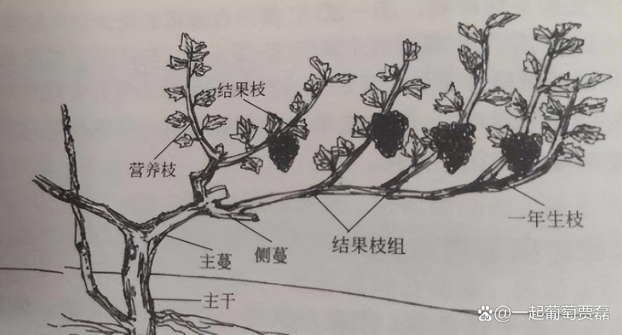 怎么辨别营养枝结果枝