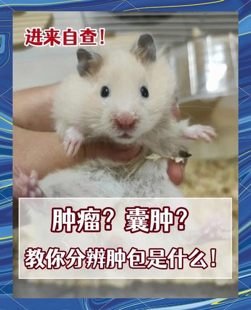 仓鼠长了硬硬的肿包缩略图