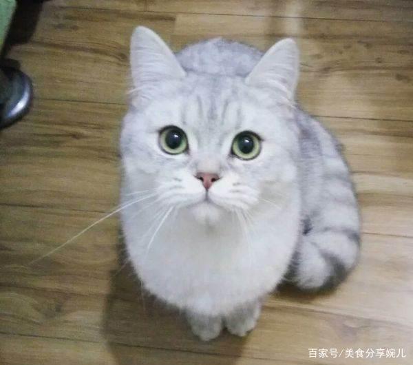 美短最爱吃的10种食物缩略图