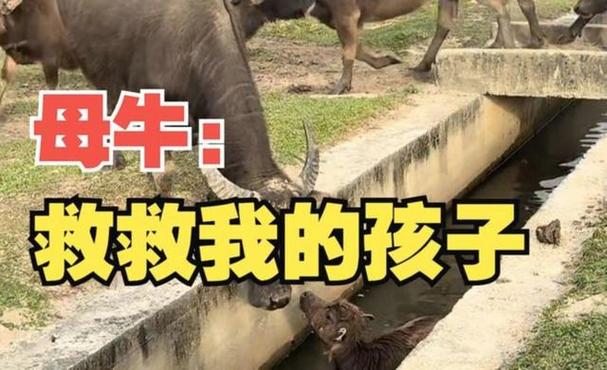 小牛丢了怎么找回来缩略图