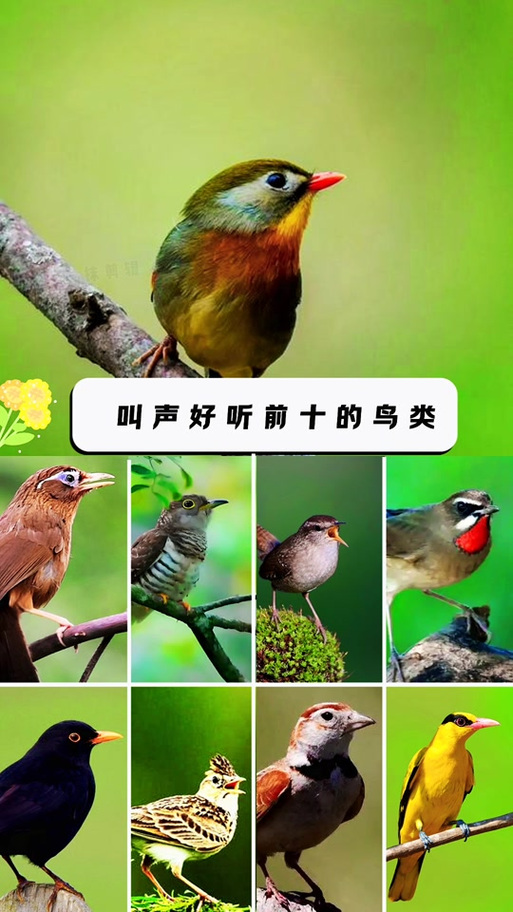 鸟叫大全叫声好听缩略图