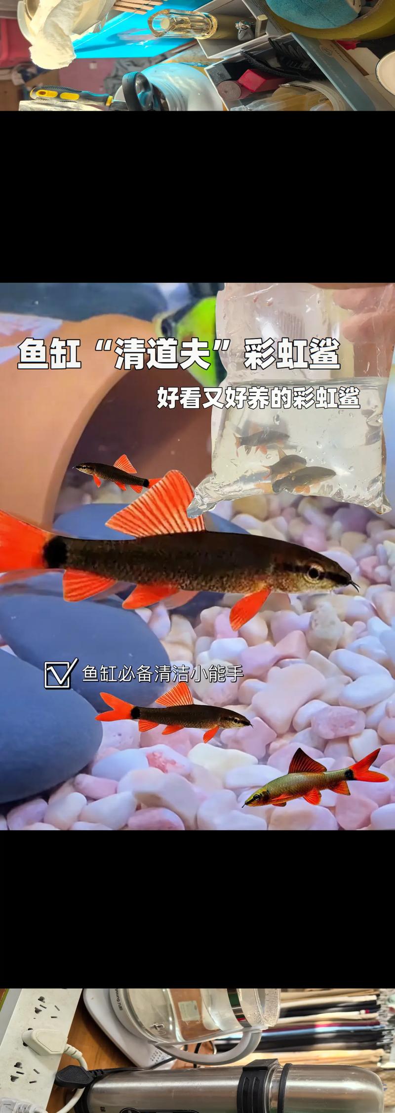 鲨鱼怎么处理干净游戏截图