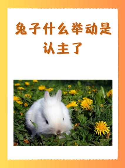 兔子会认主人吗游戏截图