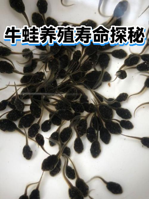 牛蛙寿命一般多久缩略图