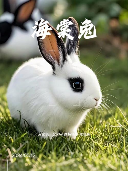 映兔是干嘛的缩略图