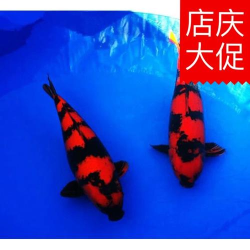 绯写锦鲤好养吗缩略图