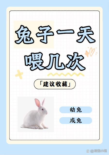兔子吃啥会死亡快缩略图