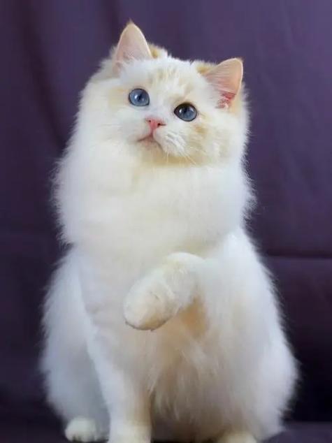 火焰色布偶猫贵不缩略图