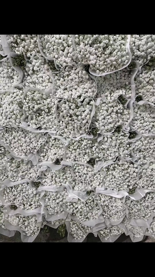 云花朵朵缩略图