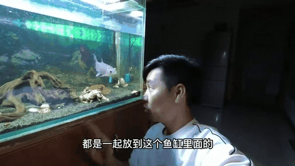 军鱼可以鱼缸养吗缩略图