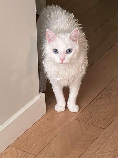 刺猬猫缩略图