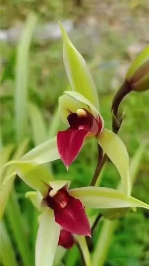 兰花是什么花缩略图