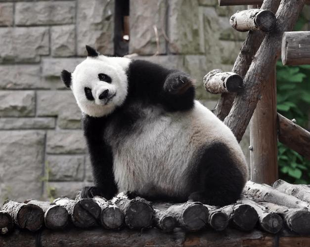 熊猫排行榜前十名游戏截图