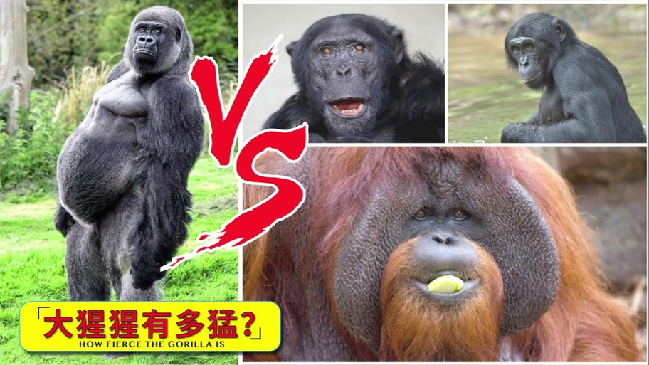 大猩猩和黑猩猩缩略图