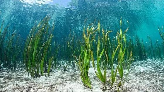 海草图片大全大图缩略图