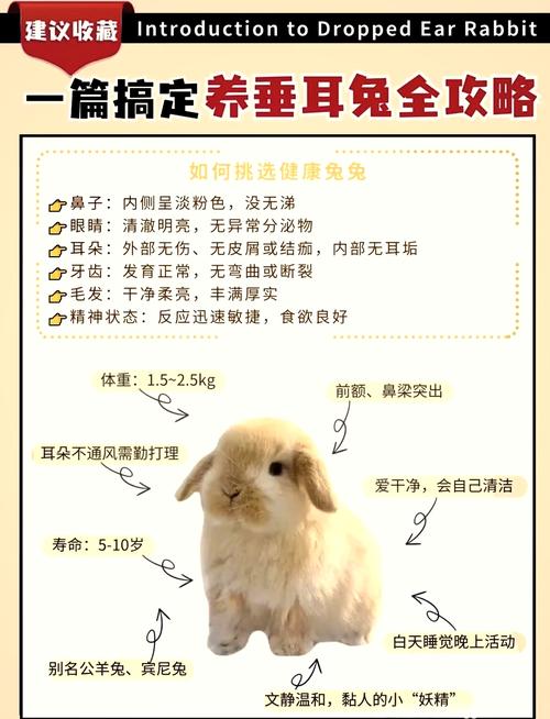 兔子养多久肉最好吃缩略图