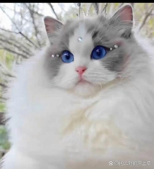 布偶猫为什么叫布偶猫缩略图