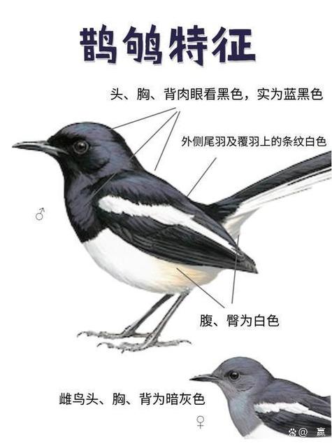 鹊鸲和喜鹊区别游戏截图
