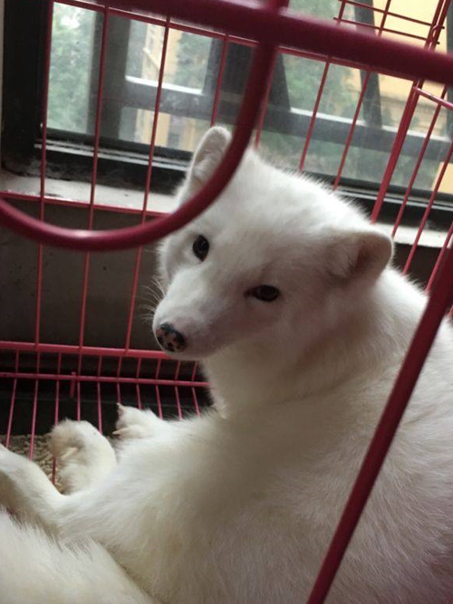 养狐狸当宠物缩略图
