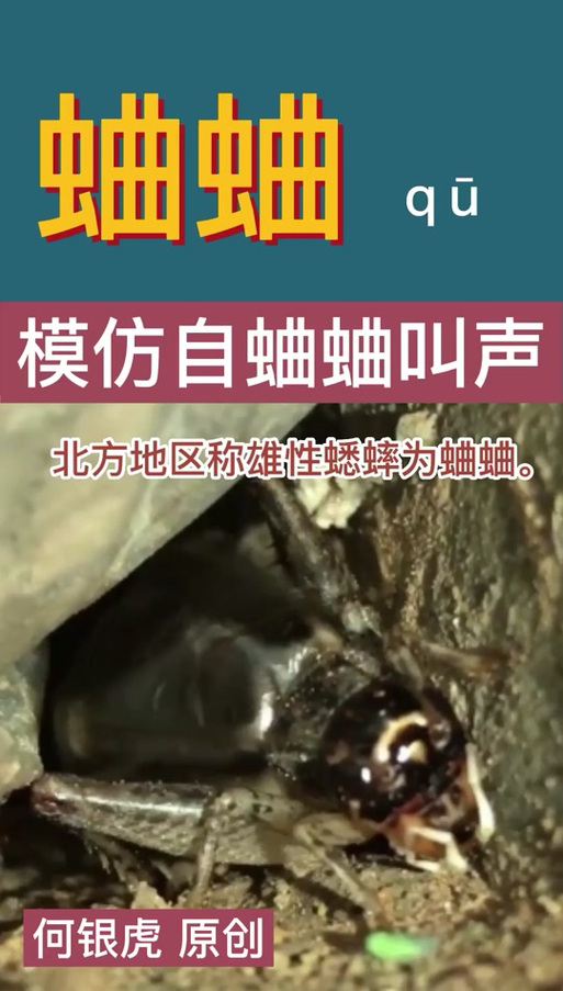 蛐蛐叫声mp3缩略图