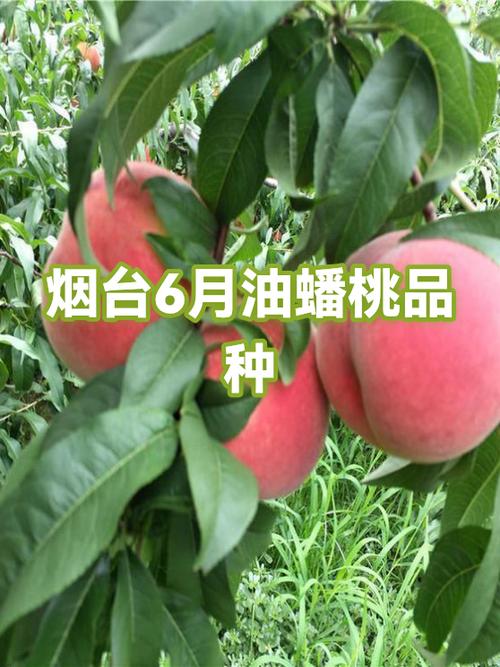 蟠桃几月份的最好吃缩略图