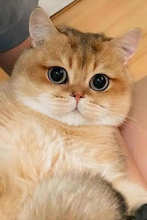 金渐层猫缩略图