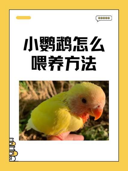 鹦鹉的喂养方法和技巧缩略图