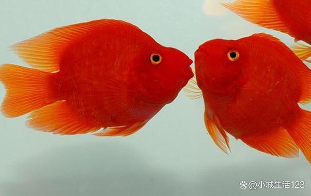 鹦鹉鱼的寿命有多长缩略图