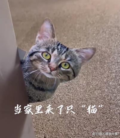 花猫画质助手9.5游戏截图