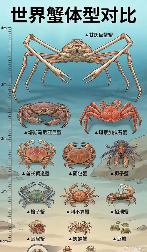 大螃蟹图片100张缩略图
