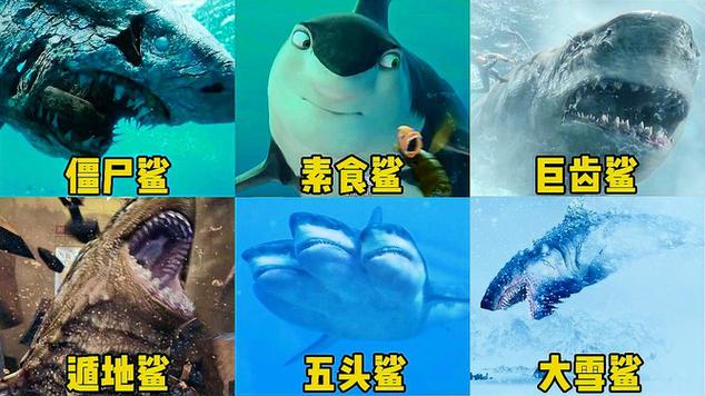 无头鲨鱼图片缩略图