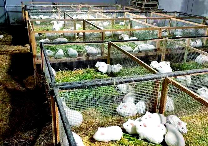荷兰猪养殖场缩略图