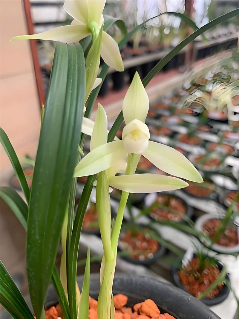 盆栽兰花缩略图