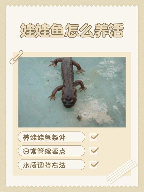 娃娃鱼为何不建议养缩略图