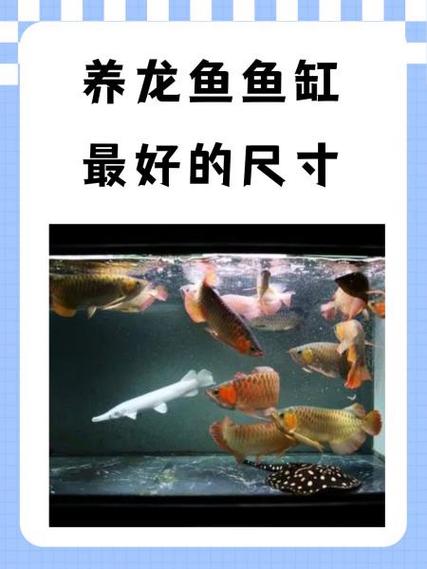 养龙分红的是真的假的游戏截图