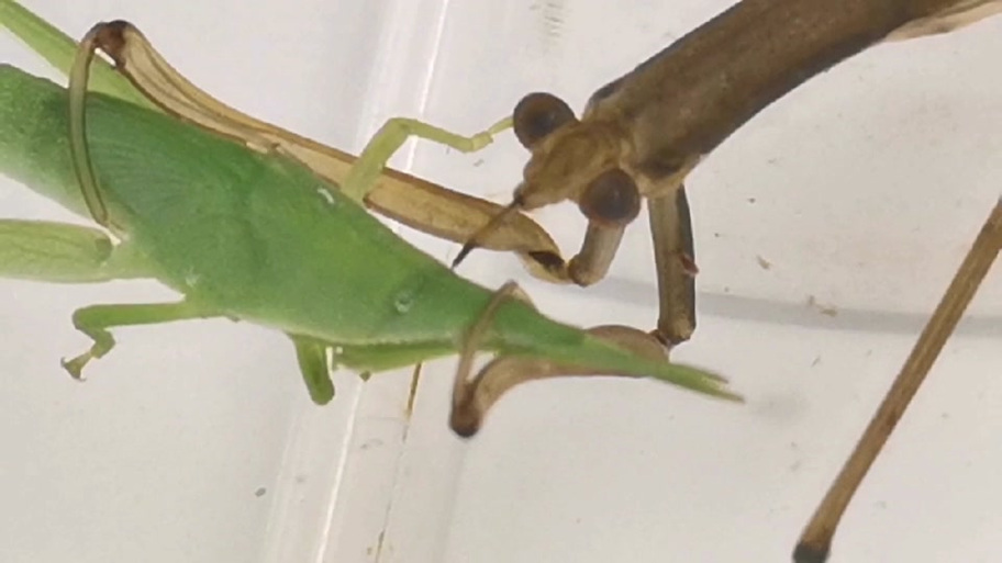 螳螂对战水螳螂缩略图