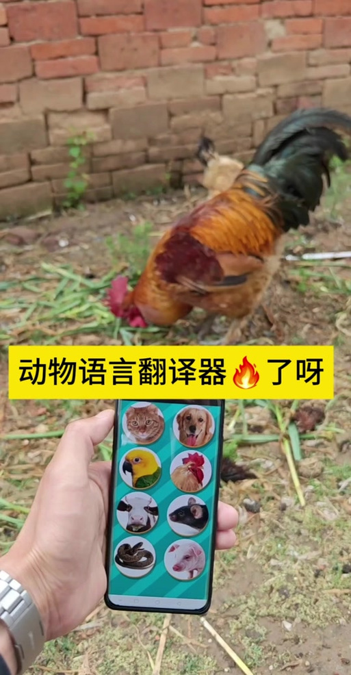 鸟语翻译器(中文)缩略图