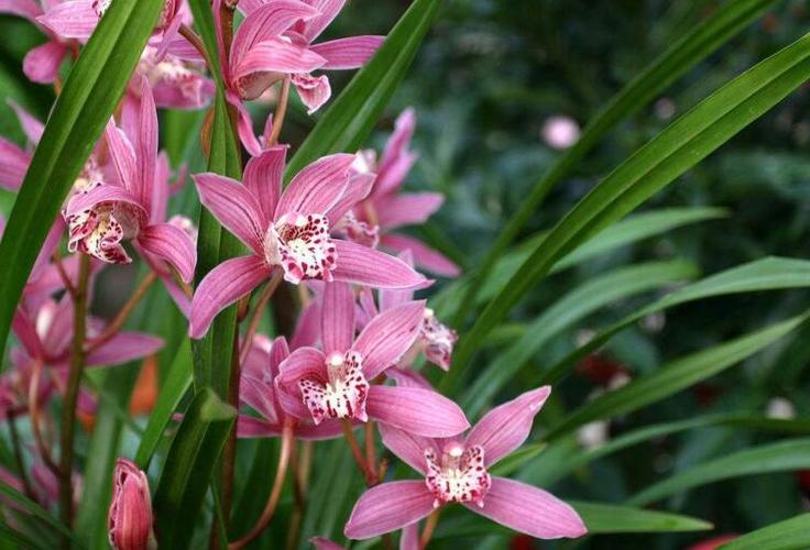 常见50种兰花缩略图