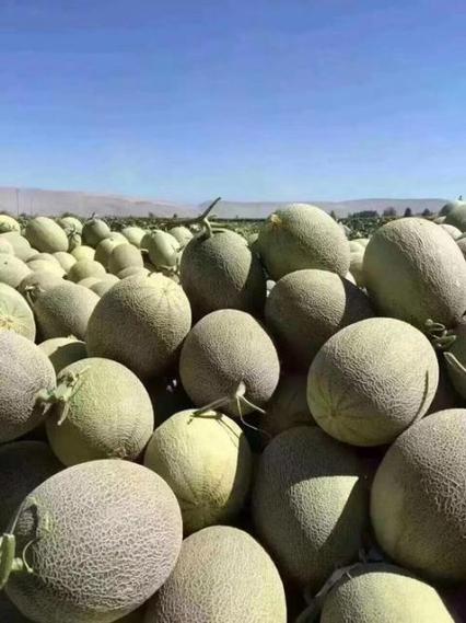 哈密瓜几月份吃是正季缩略图