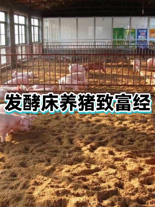 致富经养殖养猪缩略图