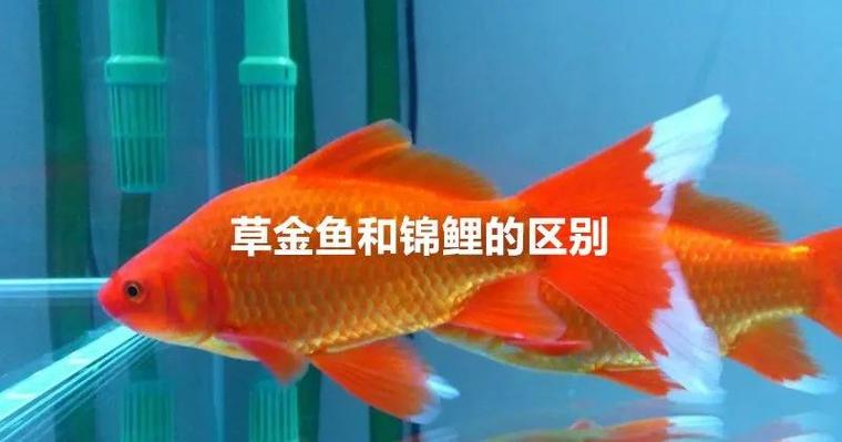 锦鲤锦鲫不吃哪些水草缩略图