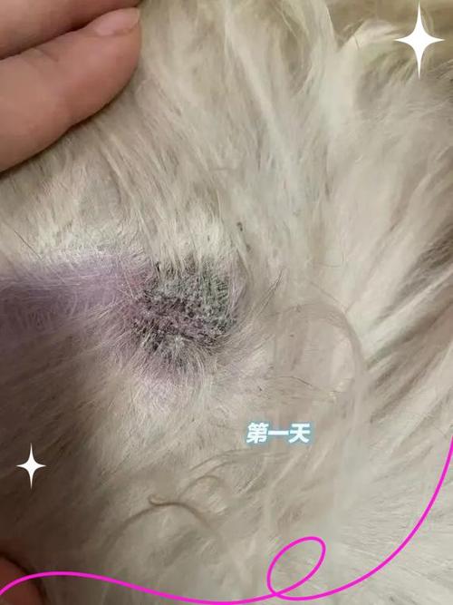 狗狗满身红疙瘩怎么办缩略图