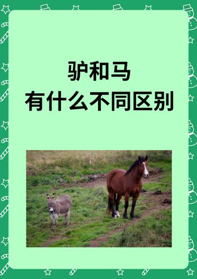 马和驴的肉质区别缩略图