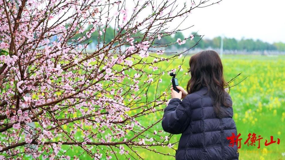 乡村桃花朵朵开缩略图