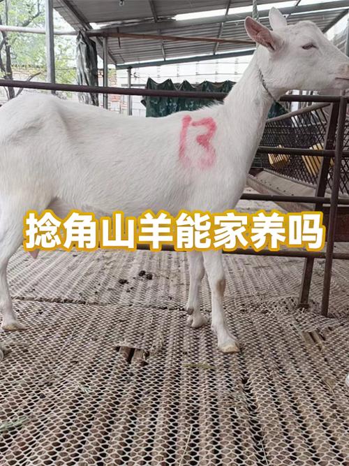 羊的寿命有几年缩略图