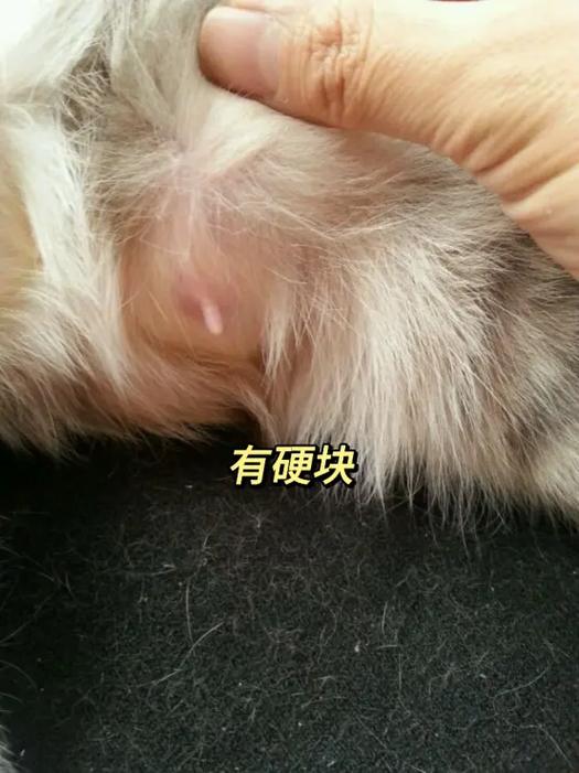 小猫胸口有骨头凸起游戏截图